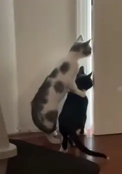猫咪围观吃瓜现场